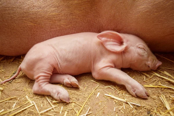 Cerdito en el fondo de las madres — Foto de Stock