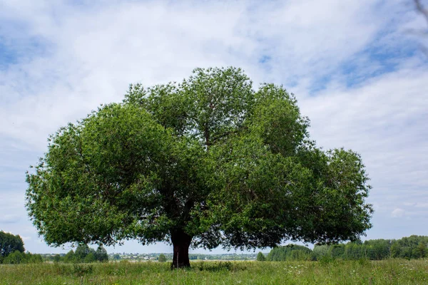 Zielone drzewo na tle nieba — Zdjęcie stockowe