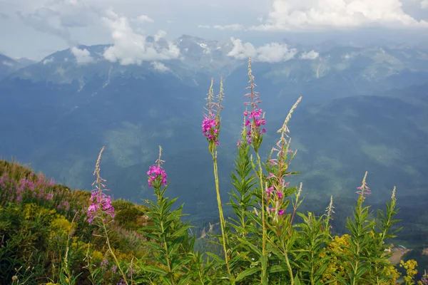 Roza choetor Plateau zomer Alpine Ski Resort landschap, Sochi, Rusland. Close Up van Alpine Meadow op een achtergrond van de Kaukasische bergen — Stockfoto