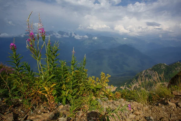 ローザ クトール高原夏アルペン スキー リゾート風景、ソチ、ロシア。コーカサス山脈の背景草原のクローズ アップ — ストック写真