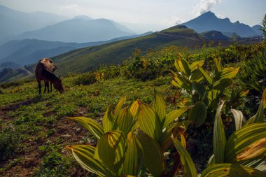 Kafkas Dağları Sochi Rusya Rosa Khutor, Krasnaya Glade dağ taş ayağı otlayan atlar