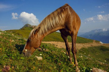 Kafkas Dağları Sochi Rusya Rosa Khutor, Krasnaya Glade dağ taş ayağı otlayan atlar