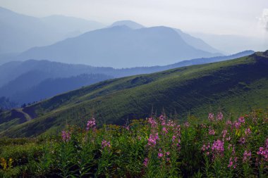 Roza Khutor Yaylası yaz Alpine Ski Resort manzara, Sochi, Rusya Federasyonu. Kafkas Dağları'nın arka plan üzerinde alpin çayır yakın çekim