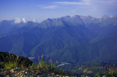 Roza Khutor Yaylası yaz Alpine Ski Resort manzara, Sochi, Rusya Federasyonu. Kafkas Dağları'nın arka plan üzerinde alpin çayır yakın çekim