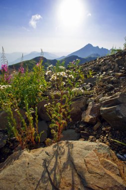 Roza Khutor Yaylası yaz Alpine Ski Resort manzara, Sochi, Rusya Federasyonu. Kafkas Dağları'nın arka plan üzerinde alpin çayır yakın çekim