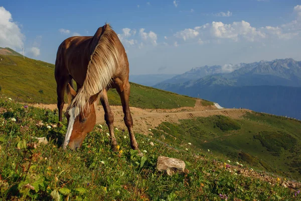 Wypasu koni w góry Kaukazu Soczi Rosja Rosa Khutor, Krasnaja Polana Góra Kamienna kolumna — Zdjęcie stockowe