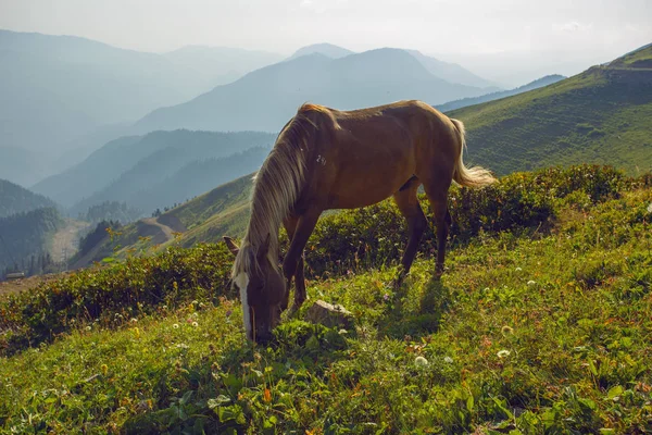 Wypasu koni w góry Kaukazu Soczi Rosja Rosa Khutor, Krasnaja Polana Góra Kamienna kolumna — Zdjęcie stockowe