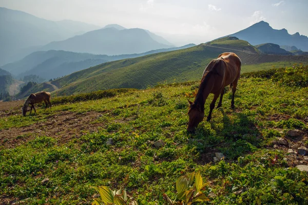 Wypasu Koni Górach Kaukazu Soczi Rosja Rosa Khutor Krasnaja Polana — Zdjęcie stockowe