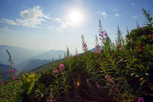 Roza Khutor Plateau Summer Alpine Ski Resort Landscape, Sochi, Russia. Close Up Of Alpine Meadow On A Background Of Caucasian Mountains