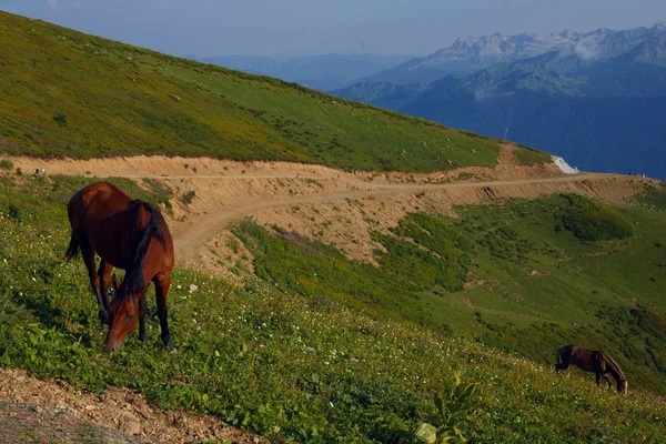 Wypasu koni w góry Kaukazu Soczi Rosja Rosa Khutor, Krasnaja Polana Góra Kamienna kolumna — Zdjęcie stockowe