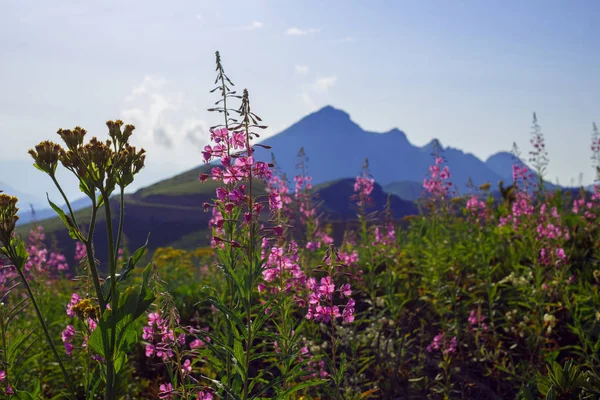 ローザ クトール高原夏アルペン スキー リゾート風景、ソチ、ロシア。コーカサス山脈の背景草原のクローズ アップ — ストック写真