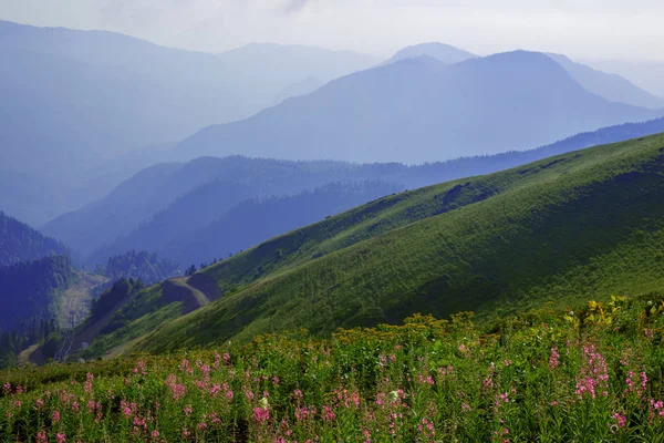 Roza Khutor Plateau lato Alpine Ski Resort krajobraz, Soczi, Rosja. Zbliżenie na alpejskiej łąki, na tle góry Kaukaz — Zdjęcie stockowe