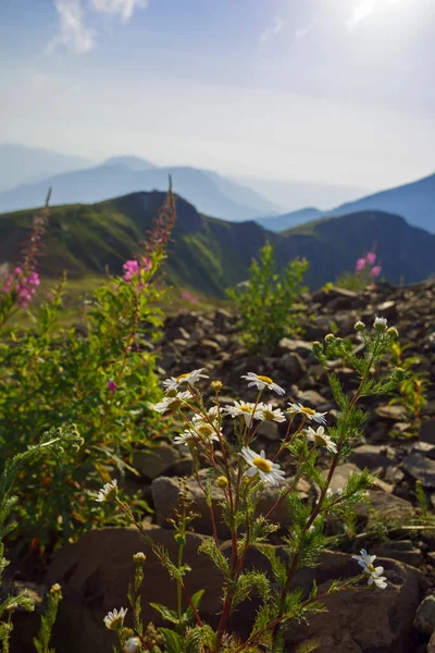 Roza choetor Plateau zomer Alpine Ski Resort landschap, Sochi, Rusland. Close Up van Alpine Meadow op een achtergrond van de Kaukasische bergen — Stockfoto