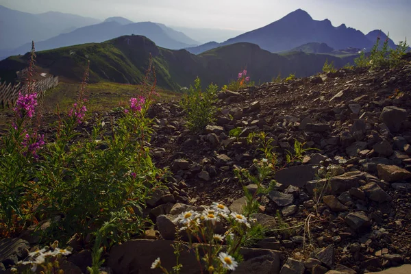 Roza Khutor Plateau lato Alpine Ski Resort krajobraz, Soczi, Rosja. Zbliżenie na alpejskiej łąki, na tle góry Kaukaz — Zdjęcie stockowe