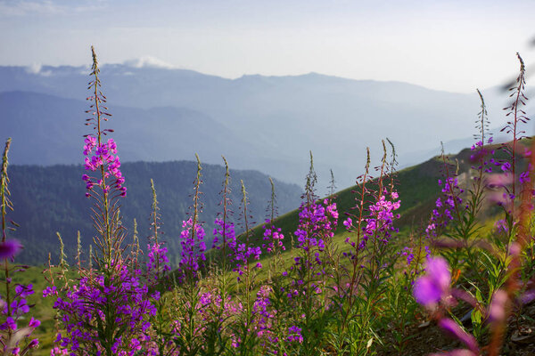 Roza Khutor Plateau Summer Alpine Ski Resort Landscape, Sochi, Russia. Close Up Of Alpine Meadow On A Background Of Caucasian Mountains