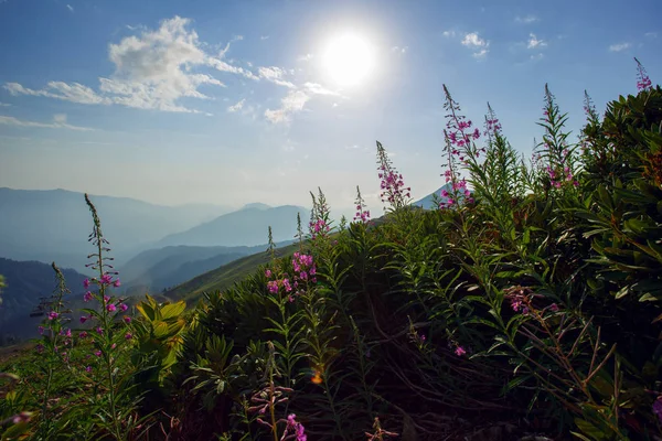 ローザ クトール高原夏アルペン スキー リゾート風景、ソチ、ロシア。コーカサス山脈の背景草原のクローズ アップ ストック画像