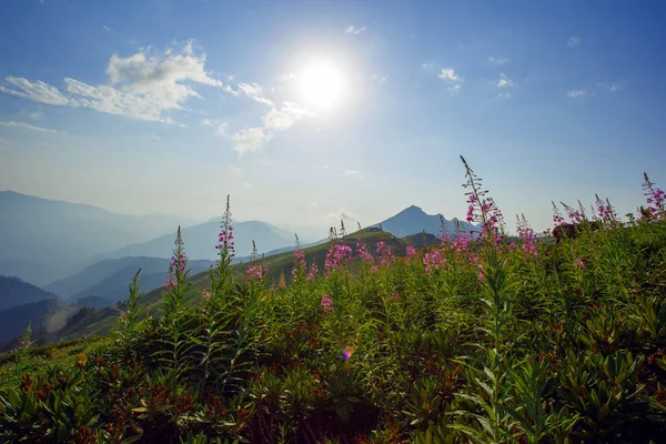 ローザ クトール高原夏アルペン スキー リゾート風景、ソチ、ロシア。コーカサス山脈の背景草原のクローズ アップ ストック写真