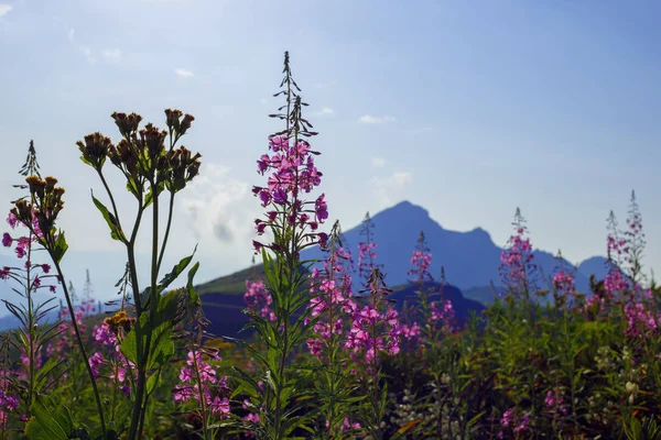 ローザ クトール高原夏アルペン スキー リゾート風景、ソチ、ロシア。コーカサス山脈の背景草原のクローズ アップ ロイヤリティフリーのストック写真