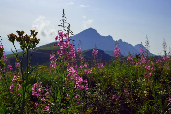 ローザ クトール高原夏アルペン スキー リゾート風景、ソチ、ロシア。コーカサス山脈の背景草原のクローズ アップ ストック画像