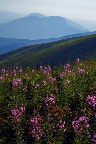 ローザ クトール高原夏アルペン スキー リゾート風景、ソチ、ロシア。コーカサス山脈の背景草原のクローズ アップ ストック画像