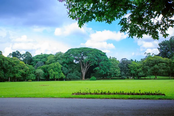 Королевский ботанический сад Канди Шри-Ланка — стоковое фото