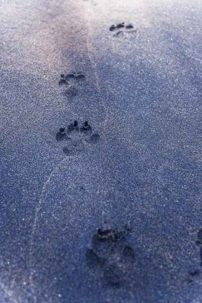 Dog footprints on the black sand of Sri Lanka