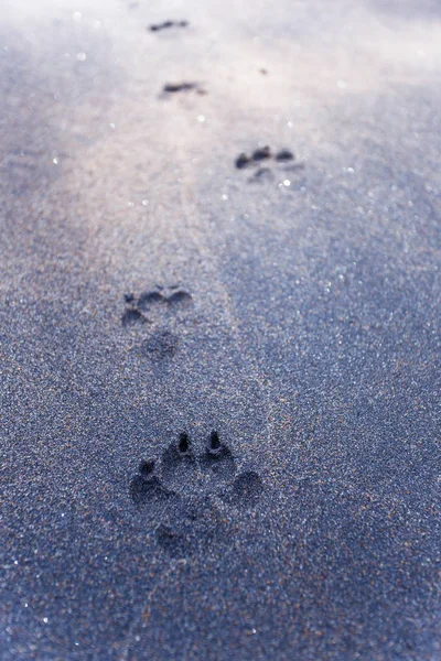 Dog footprints on the black sand of Sri Lanka