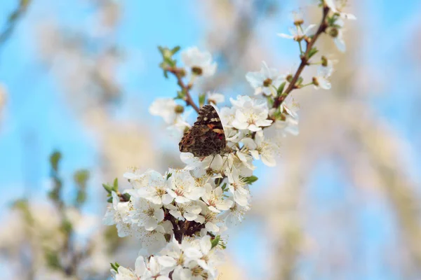 Sakura Kwitnących Motyl — Zdjęcie stockowe
