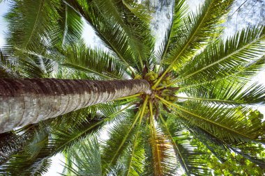 Güneş ışınları ile palmiye ağacı