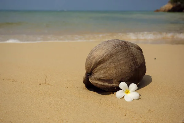 코코넛 ont 열 대 해변 — 스톡 사진