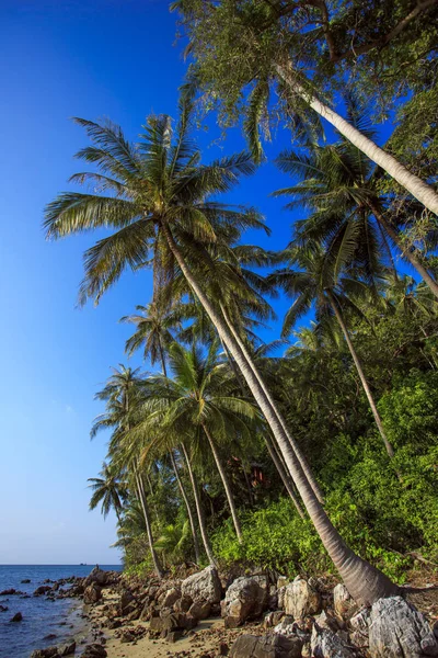 Palmbomen op hemelse achtergrond. — Stockfoto