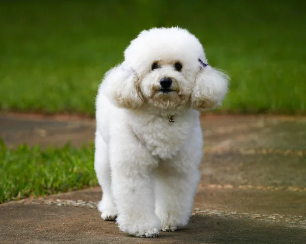 Welpe Pudel Grünen Garten Glücklicher Hund Garten Haustier — Stockfoto