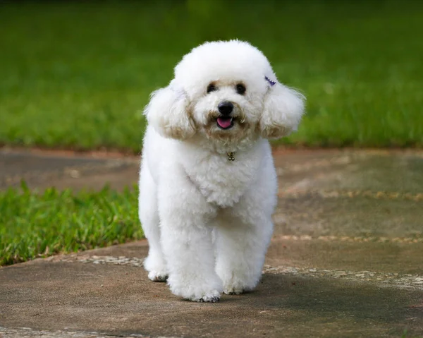 Szczeniak Pudel Zielonym Ogrodzie Szczęśliwy Pies Ogrodzie Pet — Zdjęcie stockowe