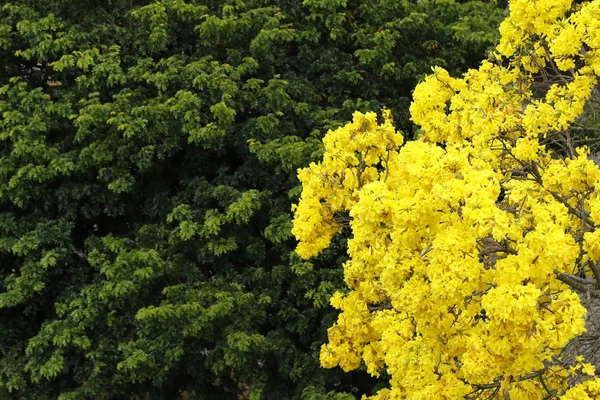 Sarı Çiçekli Park Yeşil Yeşillik Sarı Ayrıntılı Brezilya Bayrağı Ile — Stok fotoğraf