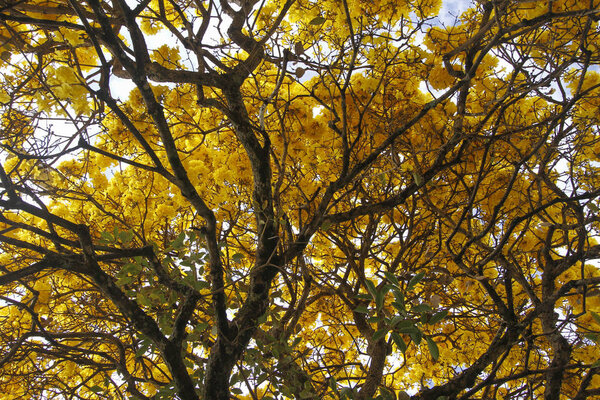 Detail of tree with yellow ipe flowers on clear sky day