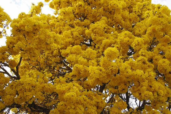 Wszystko Żółte Kwiaty Drzewo Ipe Żółte Kwiaty Dzień Czyste Niebo — Zdjęcie stockowe