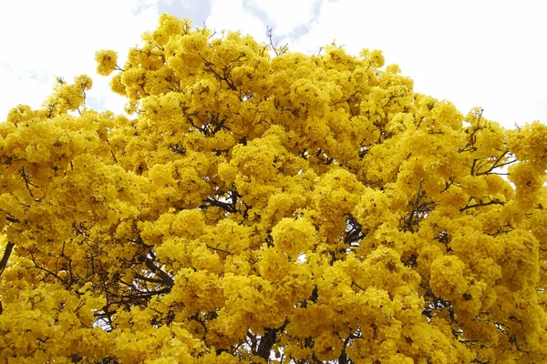 Λεπτομέρειες Σχετικά Κίτρινα Λουλούδια Δέντρο Κίτρινο Ειπε Λουλούδια Την Ημέρα — Φωτογραφία Αρχείου