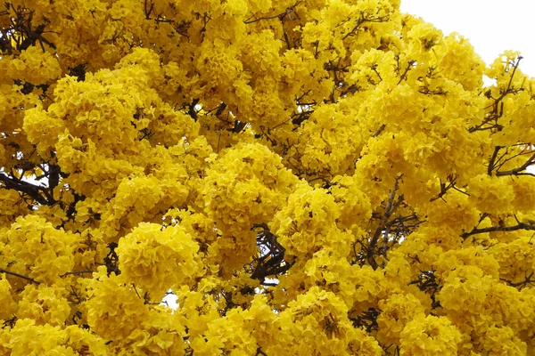 Detail Yellow Flowers Tree Yellow Ipe Flowers Clear Sky Day — Stock Photo, Image