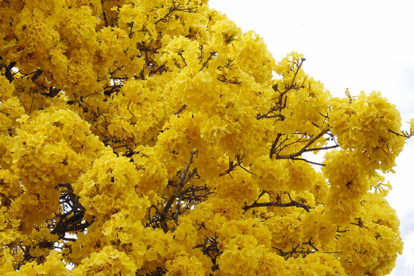 Detail on yellow flowers on tree with yellow ipe flowers on clear sky day