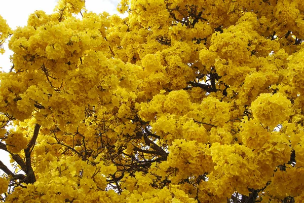 Foto Tabebuia Chrysotricha Fiori Gialli Immagini Tabebuia Chrysotricha Fiori Gialli Da Scaricare Foto Stock Depositphotos