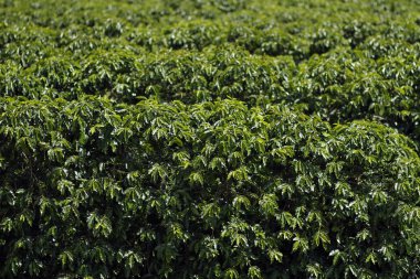 Brezilyalı kahve çiftlik görünümünü. Kahve saç ekimi. Kahve gıda sanayi. Kahve Brezilya