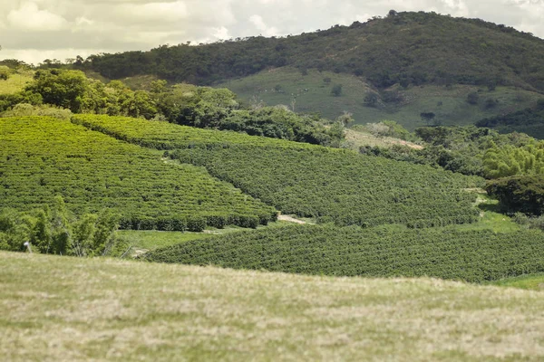 Pohled Brazilské Kávy Farmy Kávové Plantáže Potravinářský Průmysl Kávy Káva — Stock fotografie