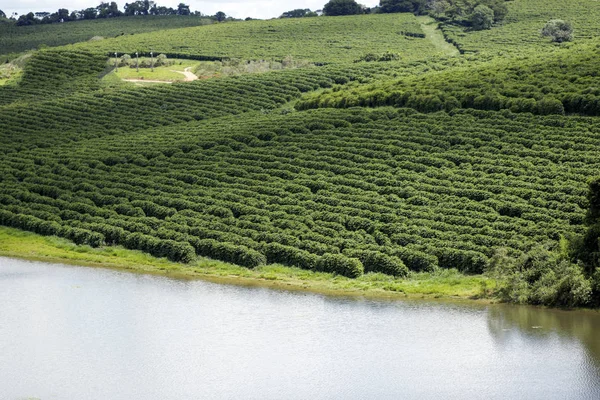 Pohled Brazilské Kávy Farmy Kávové Plantáže Potravinářský Průmysl Kávy Káva — Stock fotografie