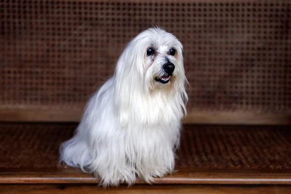 Jovem Macho Maltês Macho Branco Cão Com Cabelos Longos Sentado — Fotografia de Stock