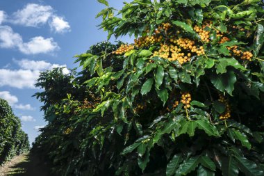 Kahve tarlası olan bir çiftlik. Tarım işi. Sarı taneli kahve hasadı, yeşil yeşillik ve mavi gökyüzü.