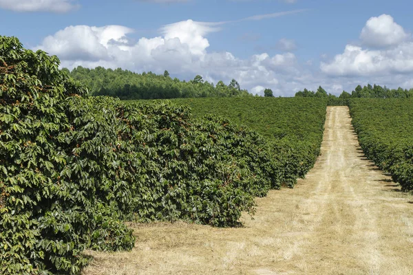 Pohled Farmu Kávovou Plantáží Agribusiness Kávovník Žlutými Zrny Zeleným Listím — Stock fotografie