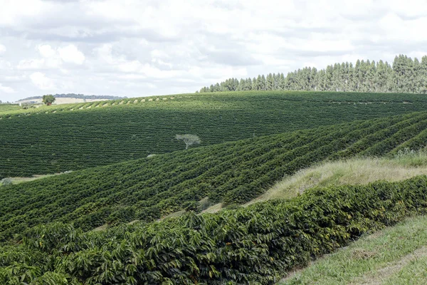 Pohled Farmu Kávovou Plantáží Agribusiness Kávovník Žlutými Zrny Zeleným Listím — Stock fotografie