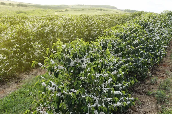 Fazenda floresceu plantação de café no Brasil — Fotografia de Stock