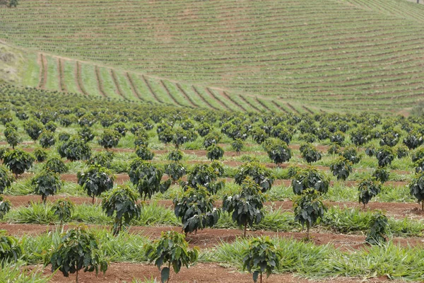 Boerderij gebloemde koffieplantage in Brazilië — Stockfoto