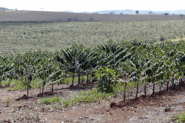 Farm flowered coffee plantation in Brazil